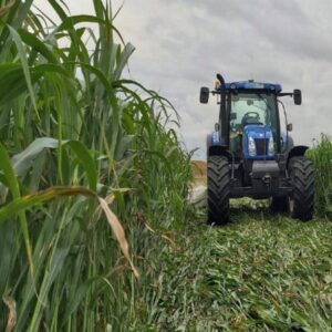 sorg-si-iarba-de-sudan-hibrid~222