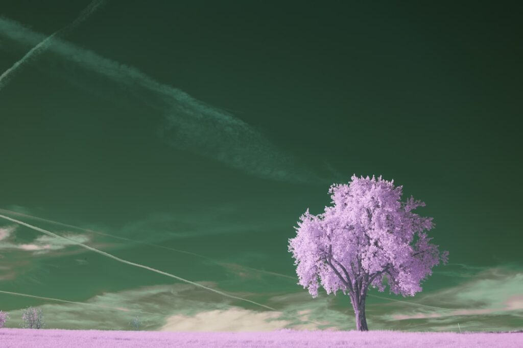 Photo dream interpretation