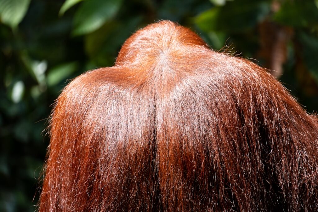 Photo hair colorist profession
