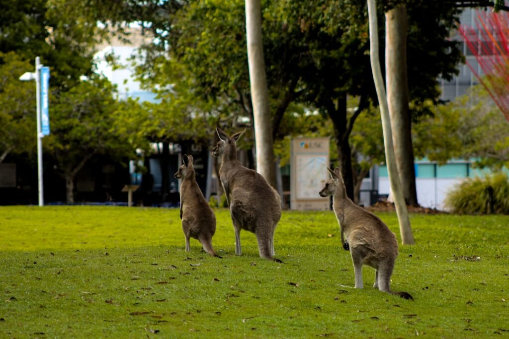 Photo emigrate Australia