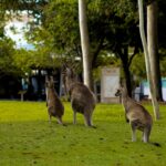 Photo emigrate Australia