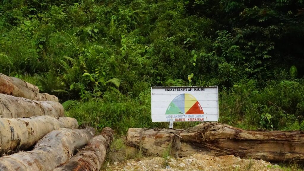 Photo reafforestation program