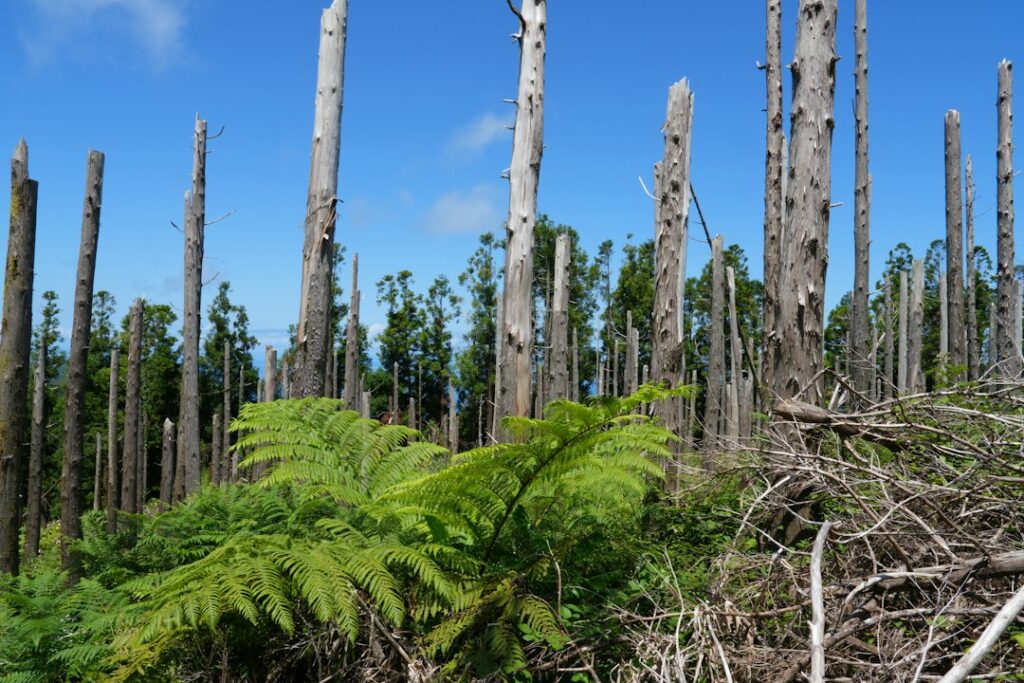 Photo environmental impact assessment